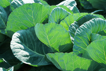 Obraz premium close up on green leaves of cabbage growing in the farm field