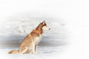 siberian husky dog side view against white winter wonderland background dog in fur of red and white color sitting on snow of cold winter day home cute animals pets nature outdoor landscape