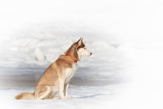 siberian husky dog side view against white winter wonderland background dog in fur of red and white color sitting on snow of cold winter day home cute animals pets nature outdoor landscape