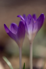 Purple crocus flowers in the Spring	