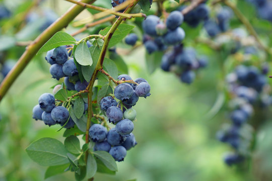 Close Up On Fresh Blueberry On The Tree