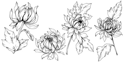 Fototapeta premium Vector Chrysanthemum floral botanical flowers. Black and white engraved ink art. Isolated flower illustration element.