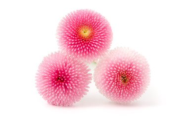 Gänseblümchen (Bellis perennis) Blüten © womue