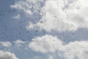 Hilgenriedersiel, Wadden Sea Germany:Ringlet geese in the blue sky