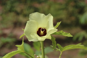 Young okra plant with flower (Lady`s Finger); okra or okro known in many countries. Close up organic produce food farming.