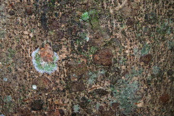 Tree trunk texture