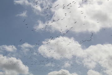 Hilgenriedersiel, Wadden Sea Germany:Ringlet geese in the blue sky