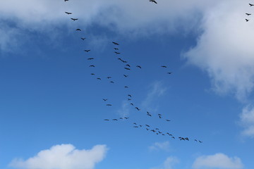 Hilgenriedersiel, Wadden Sea Germany:Ringlet geese in the blue sky