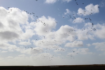 Hilgenriedersiel, Wadden Sea Germany:Ringlet geese in the blue sky