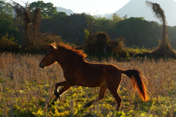 horse and foal