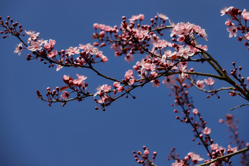 Branch of prunus serrulata japanese cherry in the spring garden