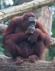 Portrait of the adult orangutan sitting on a tree and looking thoughtfully.