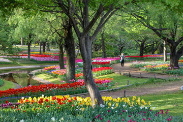 Tulips of various colors and shapes coloring the park in spring, looking like a painting.