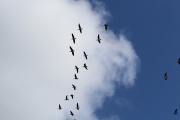 Hilgenriedersiel, Wadden Sea Germany:Ringlet geese in the blue sky