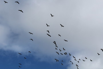 Hilgenriedersiel, Wadden Sea Germany:Ringlet geese in the blue sky