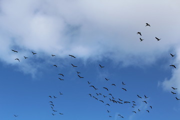 Hilgenriedersiel, Wadden Sea Germany:Ringlet geese in the blue sky