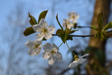 Blüte vor blauem Himmel