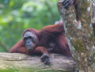 Portrait of the adult orangutan sitting on a tree and looking thoughtfully.
