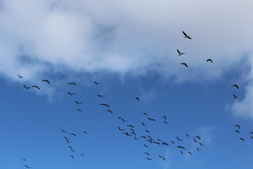 Hilgenriedersiel, Wadden Sea Germany:Ringlet geese in the blue sky