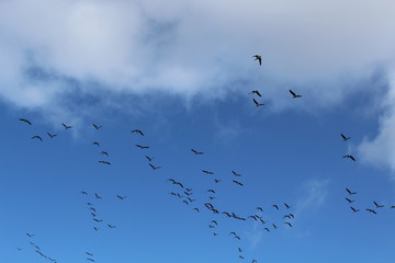 Hilgenriedersiel, Wadden Sea Germany:Ringlet geese in the blue sky