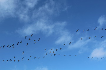 Hilgenriedersiel, Wadden Sea Germany:Ringlet geese in the blue sky