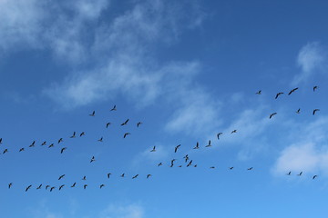 Hilgenriedersiel, Wadden Sea Germany:Ringlet geese in the blue sky