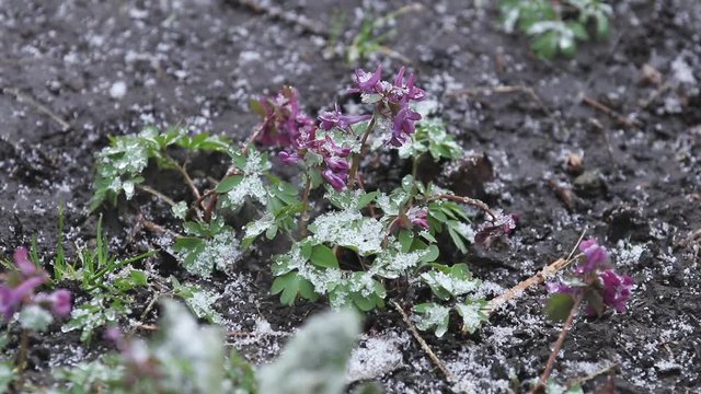 Snow is going over first spring flowers. Violer corydalis cava covered with snow on spring's blizzard. Wind, light breeze, cloudy spring day, dolly shot, shallow depts of the field, slow motion video