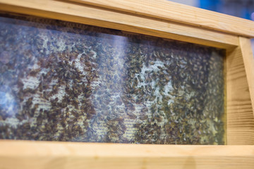 Many busy bees on honeycomb behind glass in observation hive at farming exhibition. Beekeeping,...