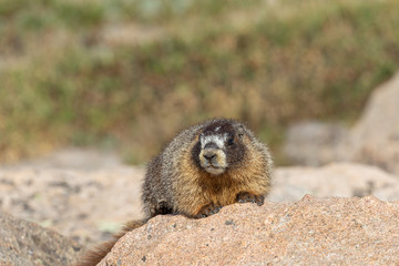 Cute Marmot in the High Mountains