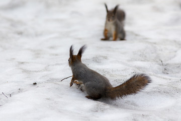 squirrels on the snow