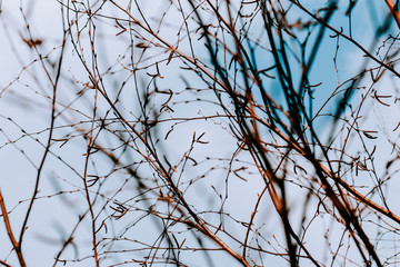 texture. earlier spring. bare birch branches in the open air. not much depth.