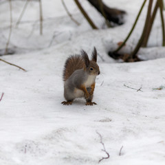 squirrel on the snow