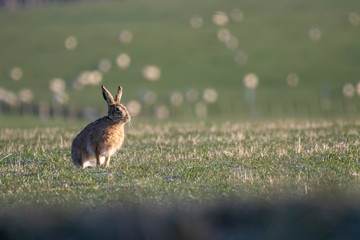 brown Hare, Lepus europaeus, sitting/looking in a farm fiels during a bright sunny cold morning in the cairngorms national park, scotland.