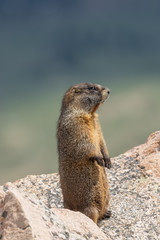 Cute Marmot in the High Mountains