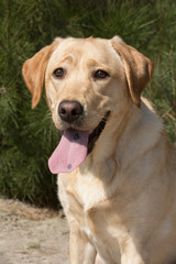 Portret van labrador pup