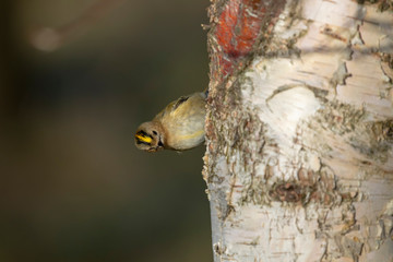 Gold crest,Regulus regulus, small colourful bird foraging on the trunk of a birch tree during spring/winter in the cairngorms national park, scotland.