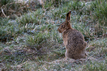 brown Hare, Lepus europaeus, sitting/looking in a farm fiels during a bright sunny cold morning in the cairngorms national park, scotland.