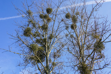 europen mistletoe in winter, attached to their host maple tree