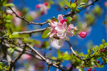 Fototapeta na wymiar A bee is busily collecting pollen from a crabapple tree that’s beginning to bloom in Southern California. March 2019.