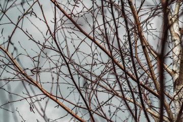 texture. earlier spring. bare birch branches in the open air. not much depth.