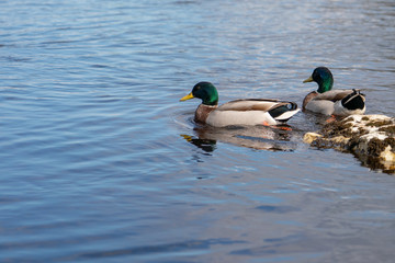 Mallard Ducks