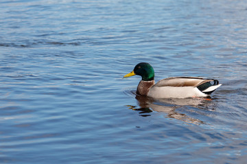 Mallard duck