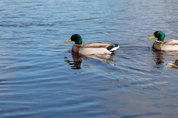 Obraz premium Mallard Ducks