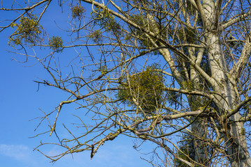 europen mistletoe in winter, attached to their host maple tree