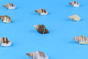 Several seashells scattered on a blue background.