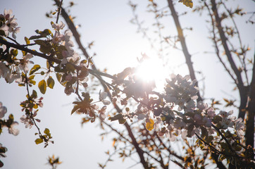 flowers in spring