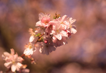 Zweig mit gro&szlig;en rosa Kirschbl&uuml;ten vor blau rosa Hintergrund im Fr&uuml;hling.