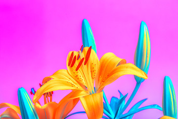 colorful flowers background