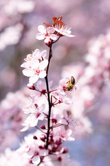 Spring