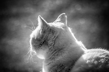 white cat sunlight